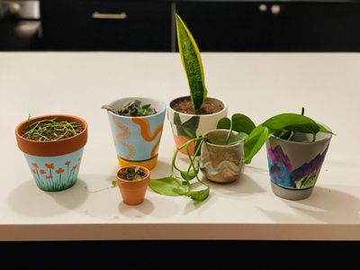 Five small hand-painted plant pots in a row on a white countertop, each holding a different sprouting plant.